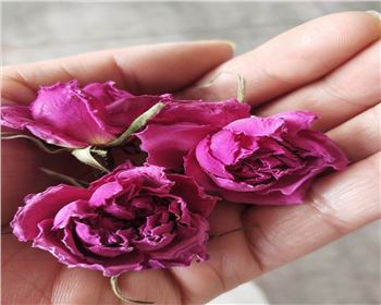 綿陽游仙玫瑰花烘干項(xiàng)目