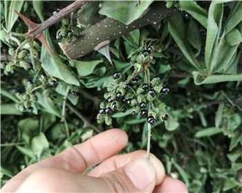 三臺花椒烘干項(xiàng)目